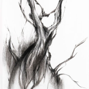 Tangled tree 연작